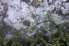 Leptinella dioica