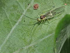 Stenopsocus stigmaticus