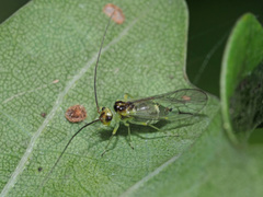 Stenopsocus stigmaticus