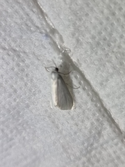 Tipanaea patulella
