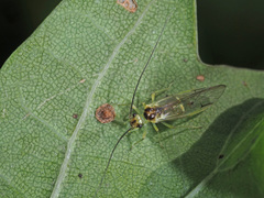 Stenopsocus stigmaticus