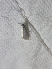 Tipanaea patulella