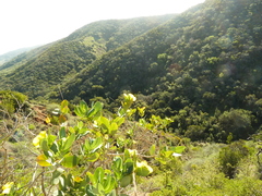 Dendromecon harfordii