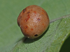 Cynips disticha