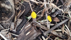 Tussilago farfara