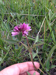 Trifolium beckwithii