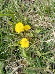Taraxacum officinale