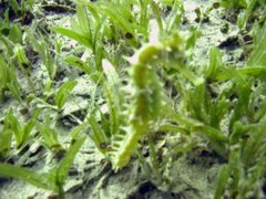 Hippocampus jayakari