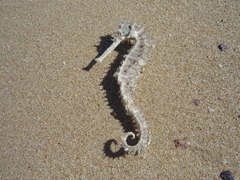 Hippocampus jayakari