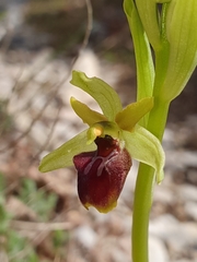 Ophrys sphegodes