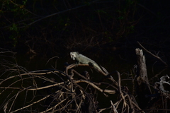 Iguana
