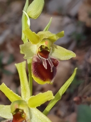 Ophrys sphegodes
