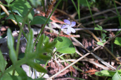 Viola labradorica