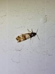 Philenora aspectalella