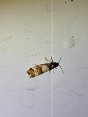 Philenora aspectalella