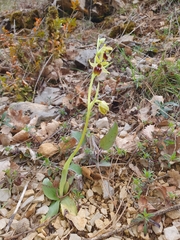 Ophrys sphegodes