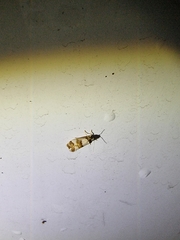 Philenora aspectalella