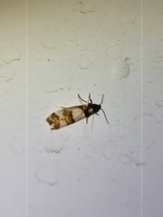 Philenora aspectalella