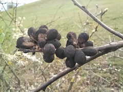 Andricus conglomeratus