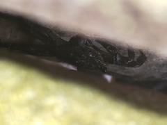 Leptograpsus variegatus