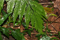 Parapolystichum microsorum