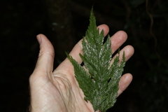 Parapolystichum microsorum