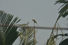 Psittacula alexandri fasciata