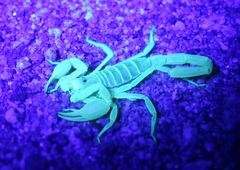Smeringurus