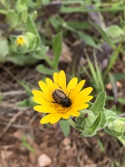 Chasmatopterus