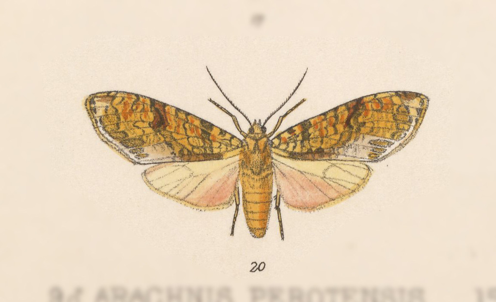 Graphea marmorea