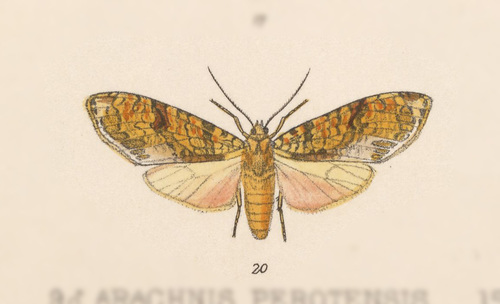 Graphea marmorea