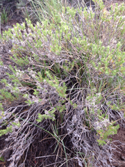 Polemoniaceae