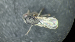 Chalcidoidea