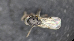Chalcidoidea