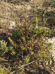 Othonna coronopifolia