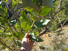 Dendromecon harfordii