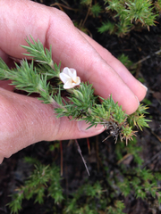 Polemoniaceae