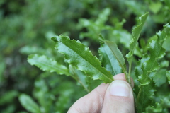 Brachyglottis perdicioides