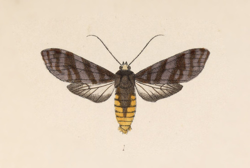 Pachydota albiceps