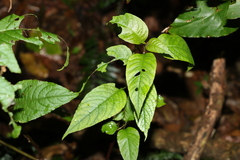 Deeringia amaranthoides