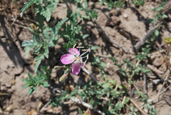 Oenothera canescens