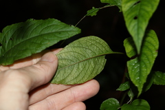 Deeringia amaranthoides