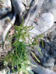 Pseudoturritis turrita