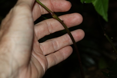 Deeringia amaranthoides