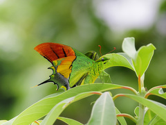 Teinopalpus imperialis