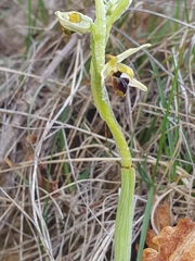 Ophrys sphegodes