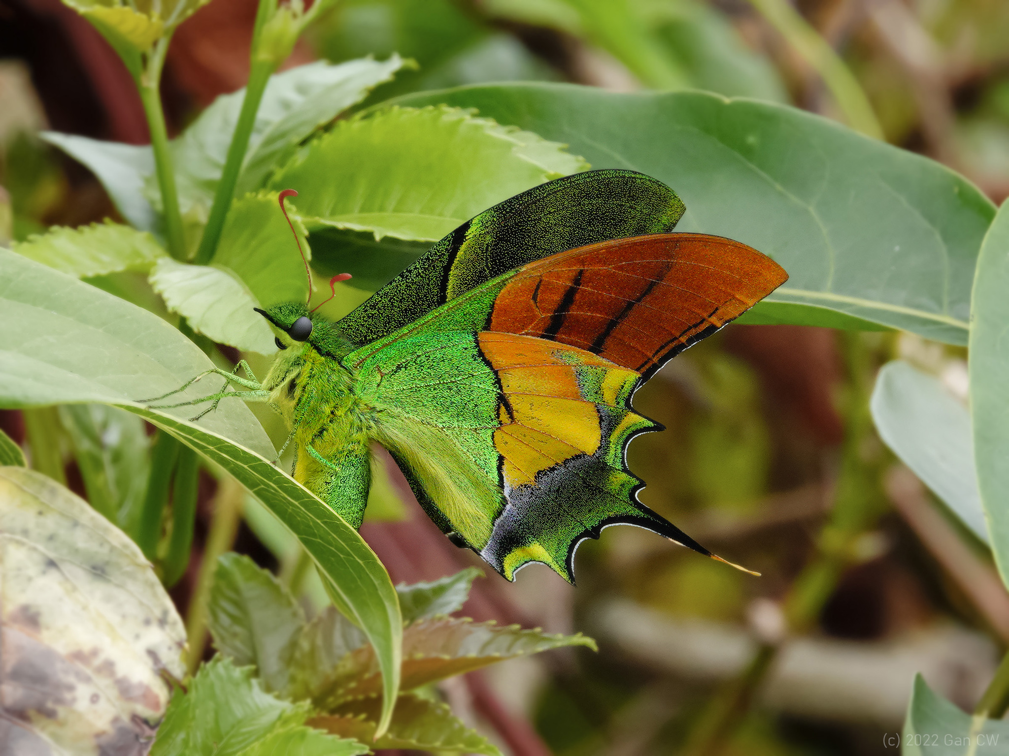 テングアゲハ (Teinopalpus imperialis) · iNaturalist