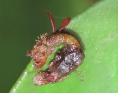 Tapinanthus