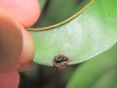 Tapinanthus