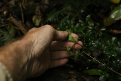 Psychotria daphnoides